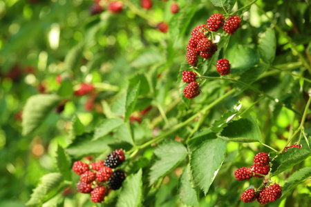 Unripe blackberries growing on bush outdoors, closeup