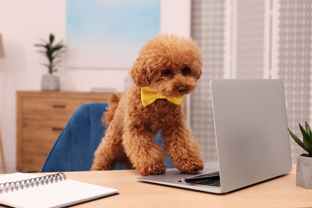 Cute Maltipoo dog wearing yellow bow tie at desk with laptop and notebook in room. Lovely petの写真素材