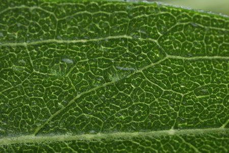 Texture of green leaf as background, macro view