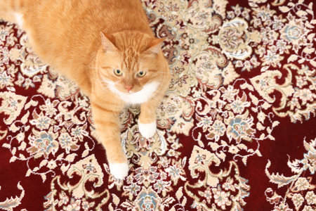 Cute ginger cat lying on carpet with pattern, above view. Space for textの写真素材