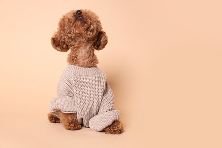 Cute Maltipoo dog in knitted warm sweater on beige background. Space for textの写真素材