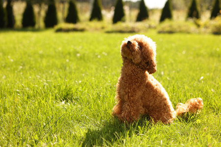 Cute Maltipoo dog on green lawn outdoorsの写真素材