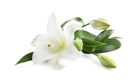 Beautiful fresh lily flowers isolated on whiteの写真素材