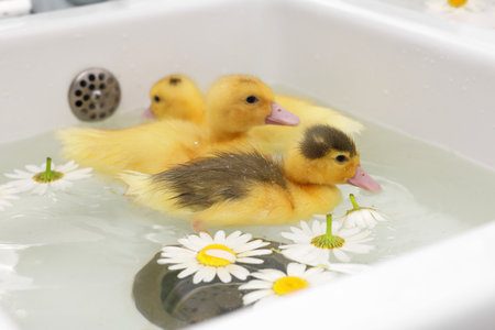 Cute fluffy ducklings swimming in sink with chamomiles indoors. Baby animalsの写真素材