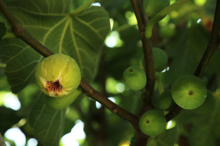 Unripe figs growing on tree in garden, closeup. Space for text