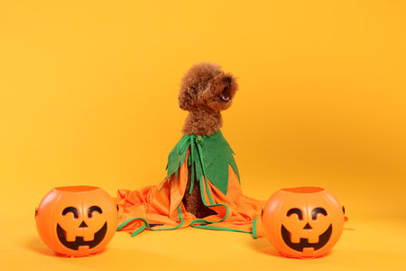Happy Halloween. Cute Maltipoo dog dressed in costume and pumpkin treat buckets on orange backgroundの写真素材