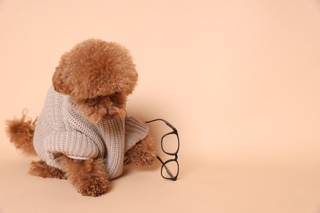 Cute Maltipoo dog with knitted warm sweater and glasses on beige background. Space for textの写真素材