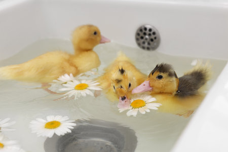 Cute fluffy ducklings swimming in sink with chamomiles indoors. Baby animalsの写真素材