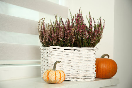 Beautiful heather flowers in basket and pumpkins on windowsill indoorsの写真素材
