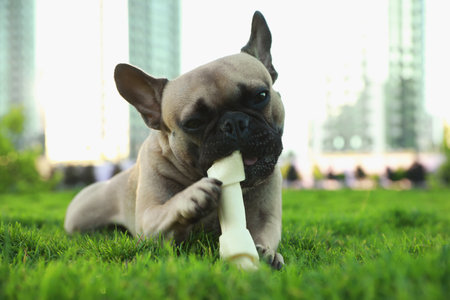 Cute French bulldog gnawing bone treat on green grass outdoors. Lovely petの写真素材