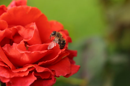 Honeybee collecting pollen from beautiful flower outdoors, closeup. Space for textの写真素材