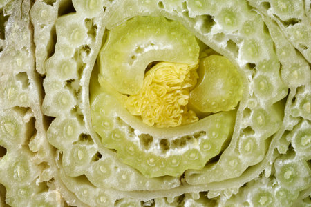 Cut celery stalks as background, macro viewの写真素材