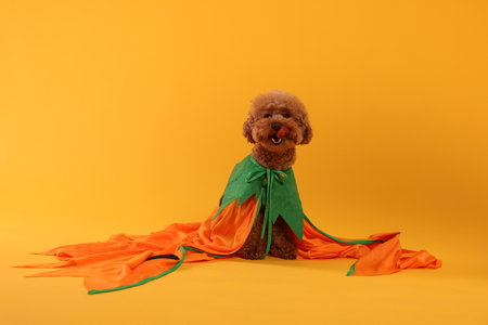Happy Halloween. Cute Maltipoo dog dressed in costume on orange backgroundの写真素材
