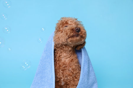 Cute Maltipoo dog wrapped in towel and soap bubbles on light blue background. Pet hygieneの写真素材