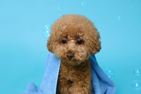Cute Maltipoo dog wrapped in towel and soap bubbles on light blue background. Pet hygiene