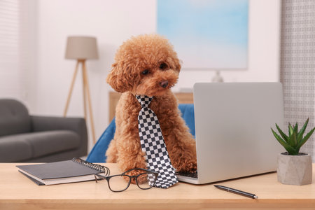 Cute Maltipoo dog wearing checkered tie at desk with laptop and stationery in room. Lovely petの写真素材