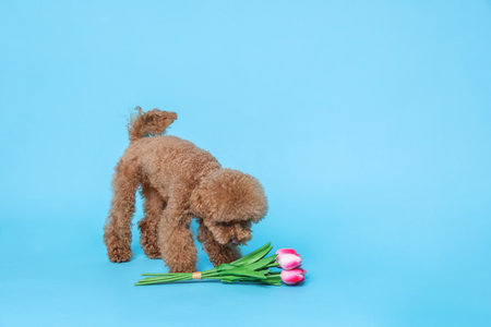 Cute Maltipoo dog and bouquet of beautiful tulips on light blue background. Space for text