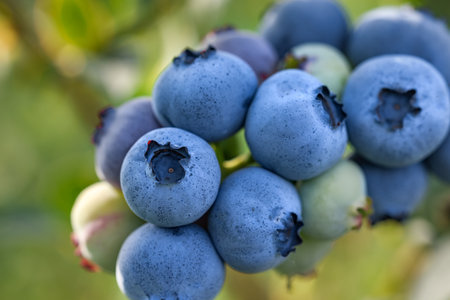 Wild blueberries growing outdoors, closeup. Seasonal berries