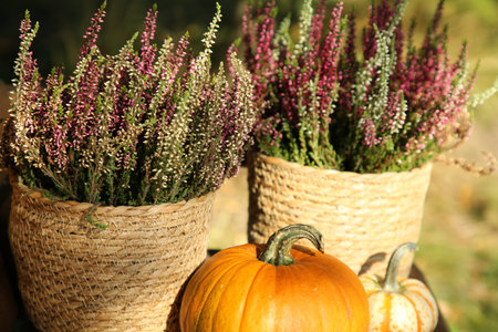 Beautiful heather flowers in pots and pumpkins outdoorsの写真素材