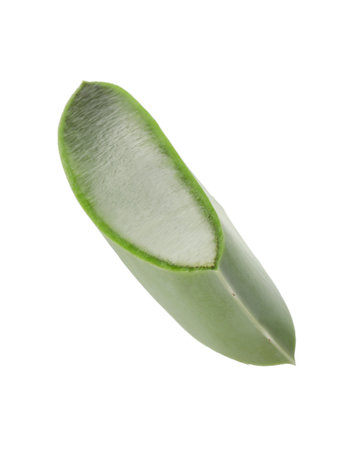 Green aloe vera slice isolated on whiteの写真素材