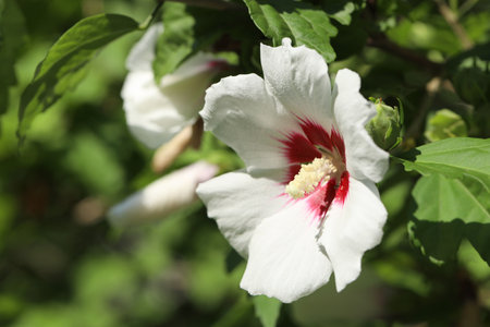 Beautiful hibiscus flower growing outdoors, closeup. Space for textの写真素材