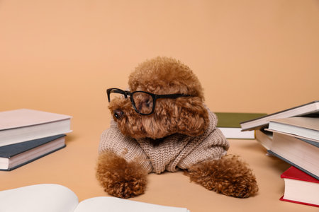 Cute Maltipoo dog in knitted sweater and glasses surrounded by many books on beige backgroundの写真素材