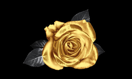 Amazing shiny golden rose on black backgroundの写真素材
