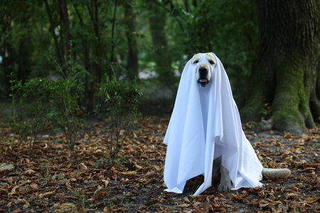 Cute Labrador Retriever dog wearing ghost costume in autumn park on Halloween. Space for textの写真素材