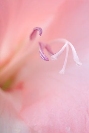 Beautiful pink gladiolus flower as background, macro viewの写真素材