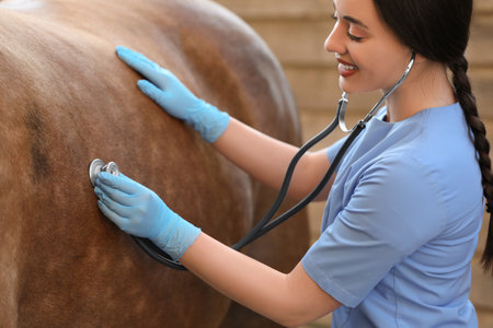 Veterinarian listening to horse with stethoscope outdoors. Pet careの写真素材