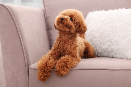 Cute Maltipoo dog resting on armchair. Lovely petの写真素材