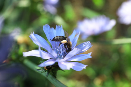 Honeybee collecting nectar from chicory flower outdoors, closeupの写真素材