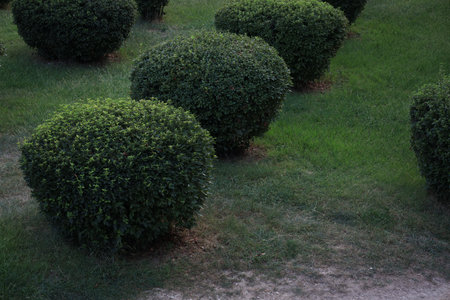 Beautiful shrubs growing in park. Gardening and landscapingの写真素材