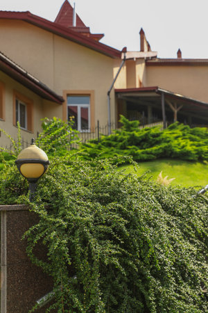 Beautiful green cotoneaster growing outdoors. Landscape designの写真素材