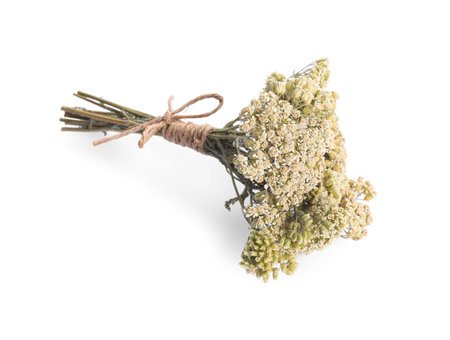 Bunch of dry yarrow flowers isolated on whiteの写真素材