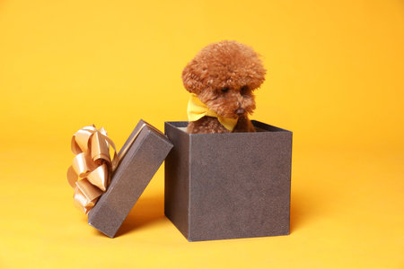 Cute Maltipoo dog with yellow bow tie in gift box on orange backgroundの写真素材