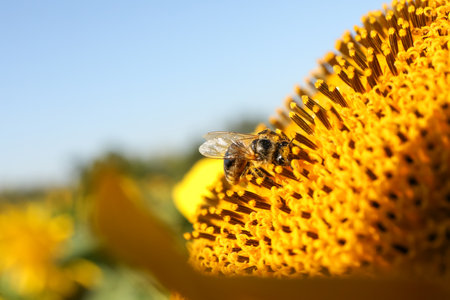 Honeybee collecting nectar from sunflower against light blue sky, closeup. Space for text