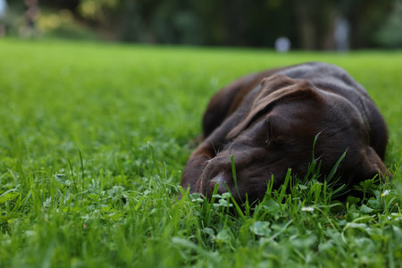 Adorable Labrador Retriever dog lying on green grass in park, space for textの写真素材