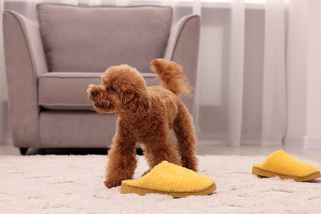 Cute Maltipoo dog near yellow slipper at home. Lovely petの写真素材