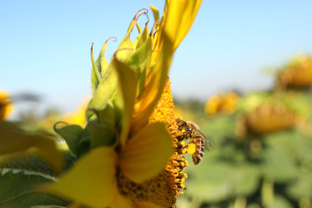 Honeybee collecting nectar from sunflower outdoors, closeup. Space for text