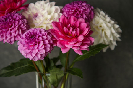 Bouquet of beautiful Dahlia flowers near dark gray wall, closeupの写真素材