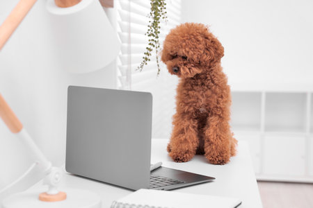 Cute Maltipoo dog on desk near laptop and notebook at homeの写真素材
