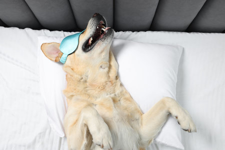 Cute Labrador Retriever with sleep mask resting on bed, top viewの写真素材