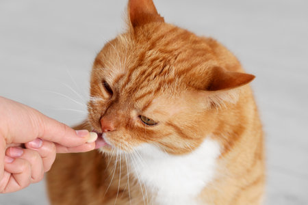 Woman giving vitamin pill to cute cat indoors, closeupの写真素材