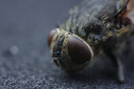 Housefly on gray background, macro view. Space for text