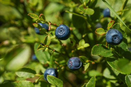 Ripe bilberries growing in forest, closeup viewの写真素材