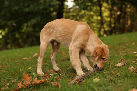 Cute Labrador Retriever puppy with stick on green grass in park