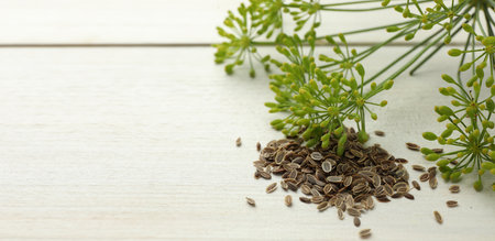 Dill seeds and and fresh green plant on white wooden table. Banner design with space for text
