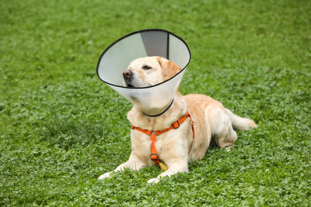 Adorable Labrador Retriever dog with Elizabethan collar lying on green grass outdoors