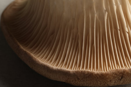 Fresh oyster mushroom on table, macro view
